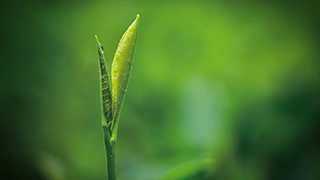 這片樹葉，改變了世界！