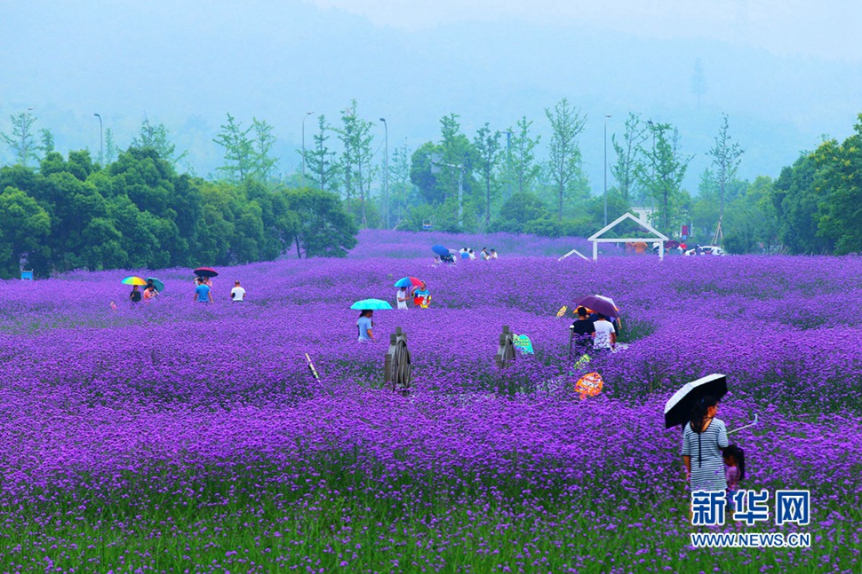雨中游蓀湖花海，美翻了！