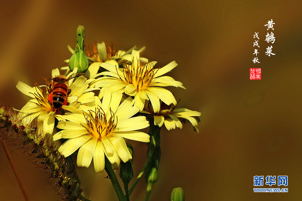 秋日鄉間的野花放異彩