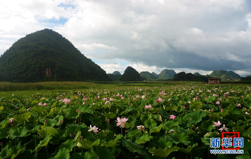 一生一世，萬畝荷花