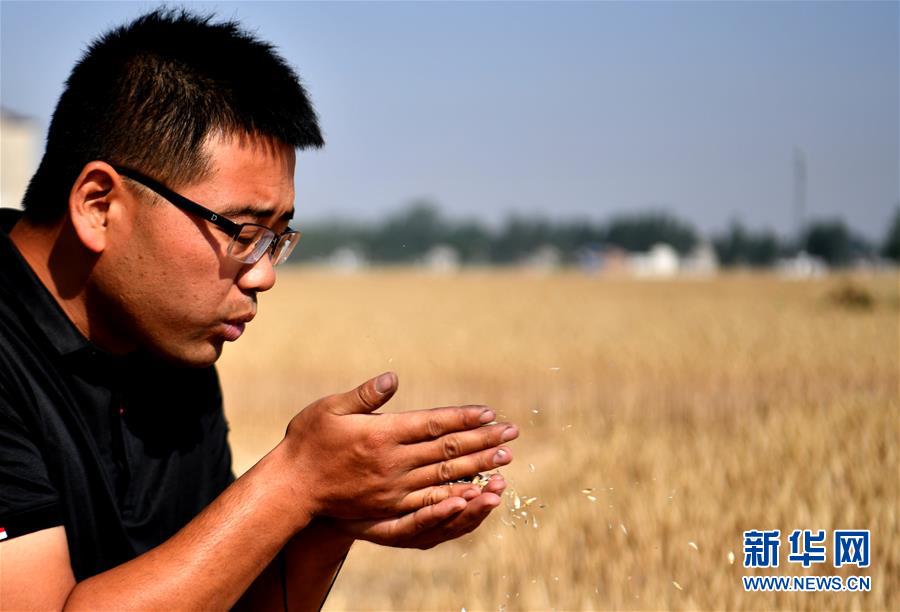 （關注三夏&middot;圖文互動）（1）麥田&ldquo;后浪&rdquo;的農(nóng)事新說