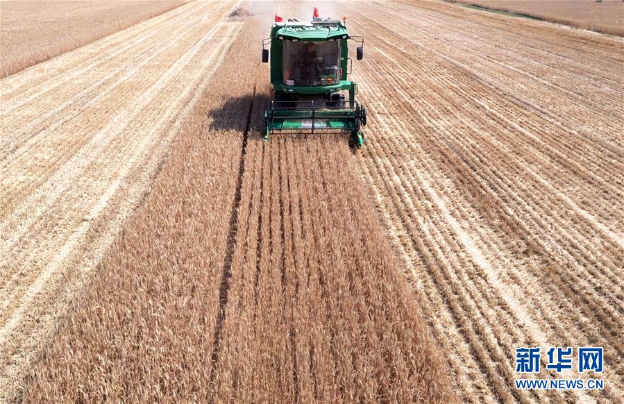 （關注三夏&middot;圖文互動）（3）麥田&ldquo;后浪&rdquo;的農(nóng)事新說