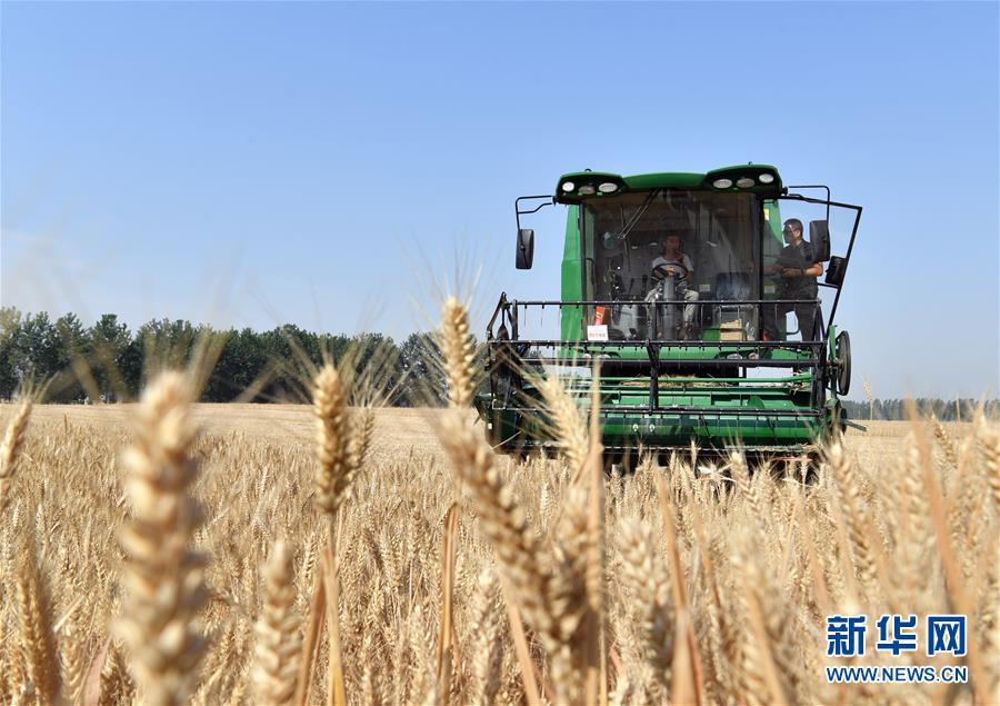 （關注三夏&middot;圖文互動）（5）麥田&ldquo;后浪&rdquo;的農(nóng)事新說