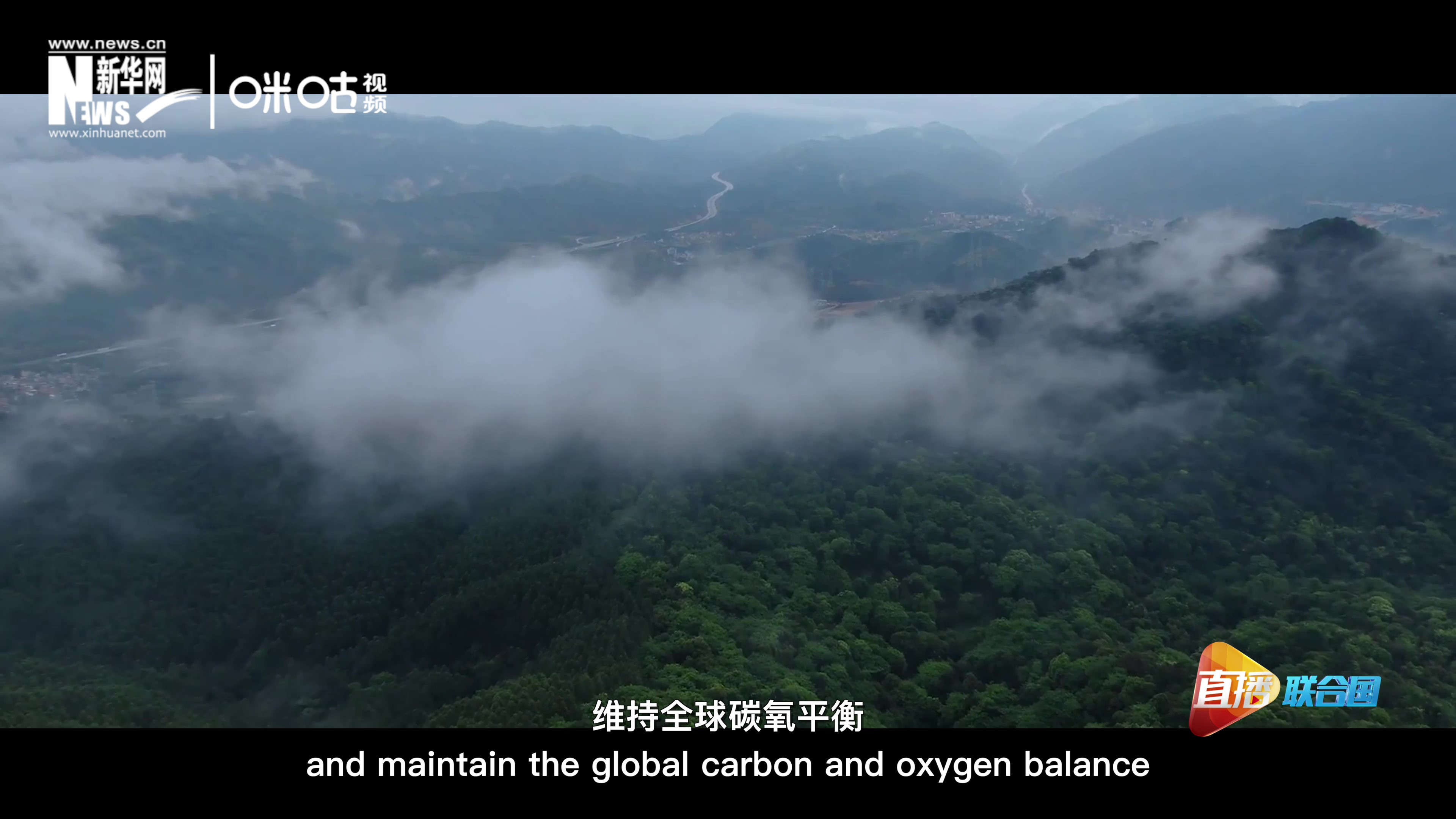 森林的碳匯可以協助減緩氣候變化，維持全球碳氧平衡