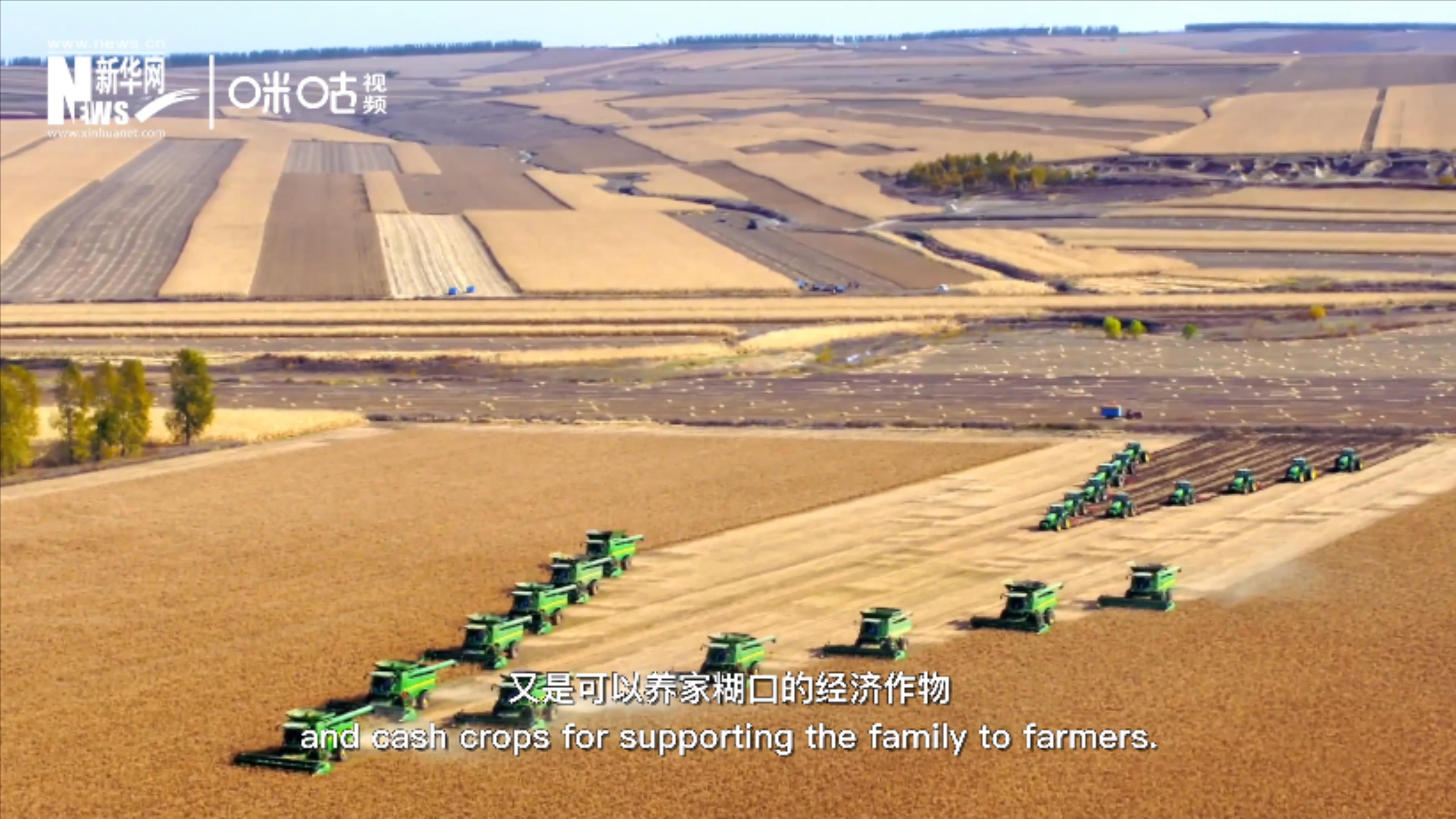 豆類既是可以擺上餐桌的食物，又是可以養(yǎng)家糊口的經(jīng)濟作物