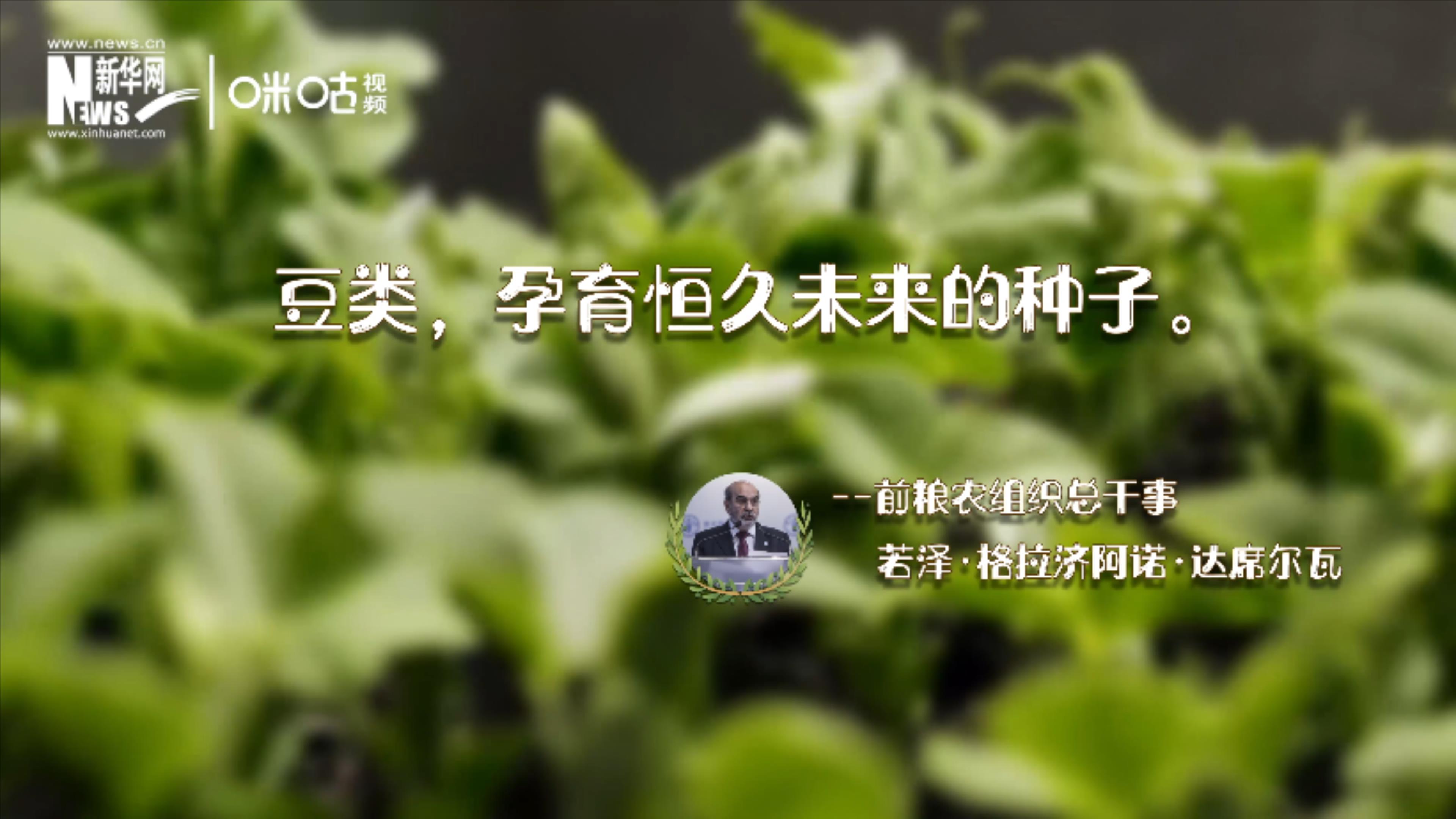 豆類，孕育恒久未來的種子