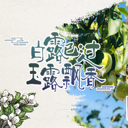 白露已過(guò)，玉露飄香