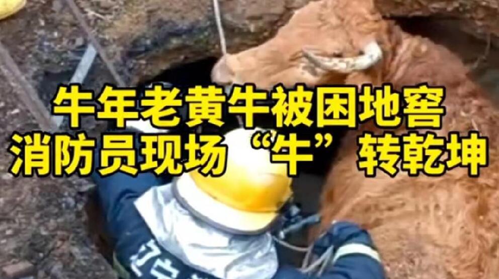 牛年老黃牛被困地窖，消防員現(xiàn)場&ldquo;牛&rdquo;轉(zhuǎn)乾坤！