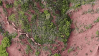 &ldquo;象&rdquo;往何方？ 象群正翻山南行 當地有序疏散群眾