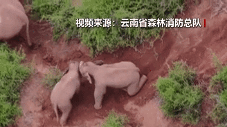 &ldquo;象&rdquo;往何方？野象群持續向南行進