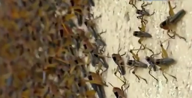 恐怖！ 漫天飛舞 俄邊疆區遭蝗蟲、瓢蟲侵襲