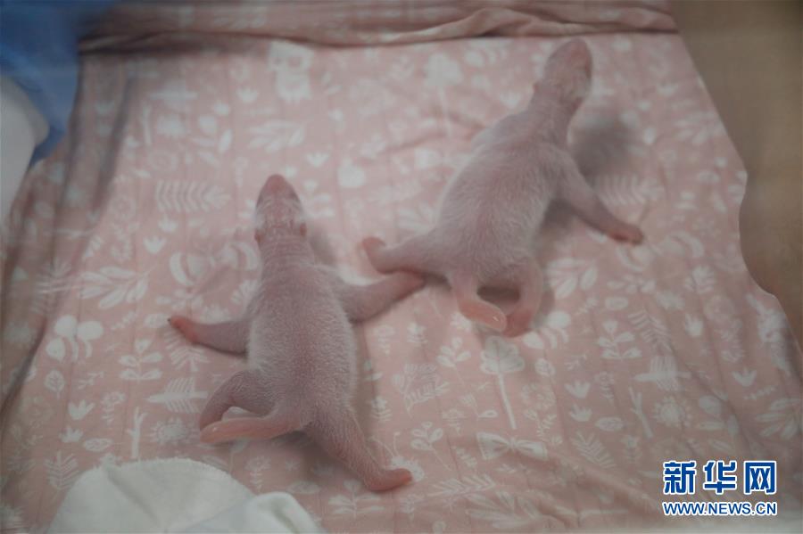 （國際）（4）旅比大熊貓&ldquo;好好&rdquo;產下龍鳳胎