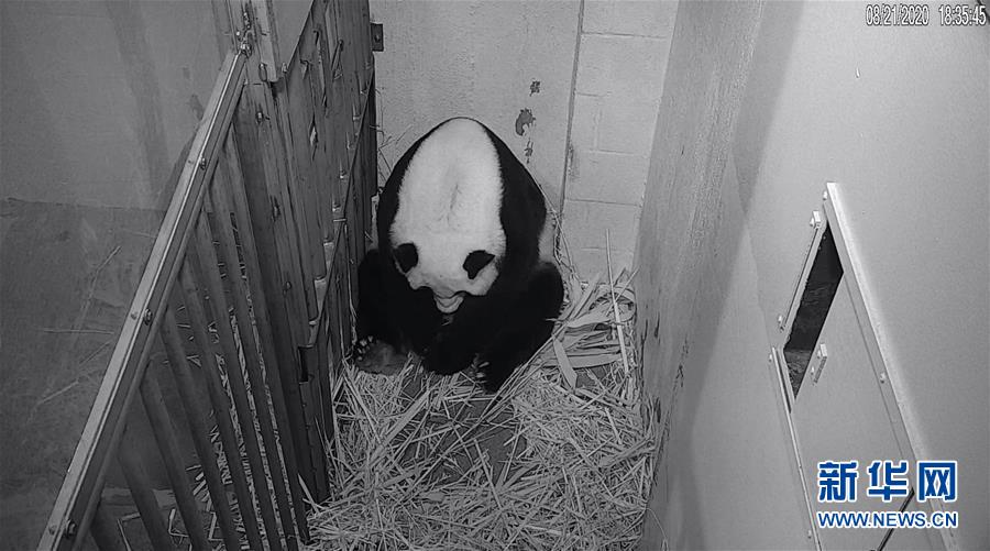 （國際）（1）22歲&ldquo;高齡&rdquo;旅美大熊貓&ldquo;美香&rdquo;順利產仔