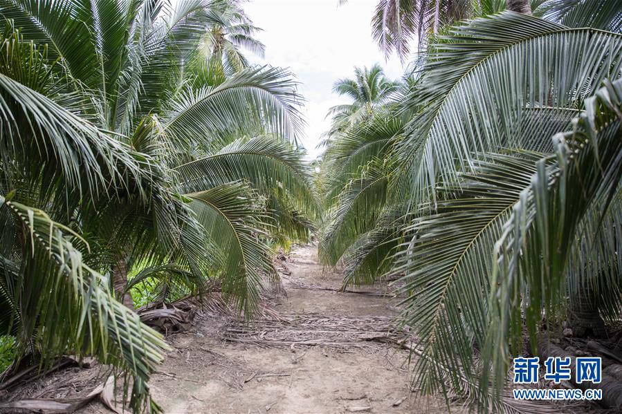 （第三屆進(jìn)博會&middot;圖文互動）（7）通訊：椰香飄進(jìn)進(jìn)博會 市場開放共繁榮&mdash;&mdash;一名泰國椰商的心聲