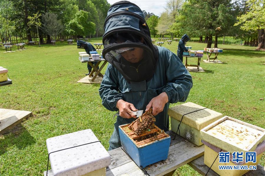 （第三屆進博會&middot;圖文互動）（7）通訊：新西蘭的進博會味道，甜